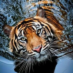 Meet your Posher, Marie